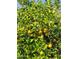 Inviting lemon tree with ripe lemons and green leaves at 8419 E Stella Ln, Scottsdale, AZ 85250