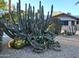 Lush desert landscaping featuring a variety of cacti, including a large barrel cactus at 5514 E Pershing Ave, Scottsdale, AZ 85254
