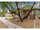 Home exterior with desert landscaping and a mature tree providing shade at 4254 S Winter Ln, Gilbert, AZ 85297