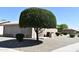 The well-maintained backyard showcases a large tree providing shade, complemented by desert landscaping for easy maintenance at 1320 E Bellerive Dr, Chandler, AZ 85249
