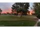 Scenic backyard view overlooking a lush golf course, showcasing mature trees, well-manicured lawns, and a vibrant sunset at 11633 N 40Th Way, Phoenix, AZ 85028