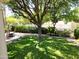 A mature shade tree in a backyard with black iron fencing and manicured landscaping at 1092 N Roosevelt Ave, Chandler, AZ 85226