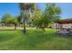 Spacious backyard with lush green grass, mature trees, and a covered patio area for outdoor enjoyment at 3738 E Hash Knife Draw Rd, Queen Creek, AZ 85140