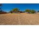 Expansive front yard with a charming single-story home, mature trees, and plenty of space at 3738 E Hash Knife Draw Rd, Queen Creek, AZ 85140