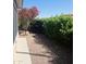 Charming backyard with decorative bushes and pink flowering tree offers a serene outdoor space at 18166 W Camino Real Dr, Surprise, AZ 85374