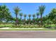 Community park with tall palm trees offering shaded walkways and a pleasant landscape at 3443 E Jasper Dr, Gilbert, AZ 85296