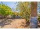 Spacious backyard featuring trees and a patio at 3115 N 26Th St, Phoenix, AZ 85016