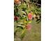 Peach Tree in yard at 5202 E Larkspur Dr, Scottsdale, AZ 85254