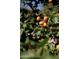 Apricots hanging from tree in yard at 5202 E Larkspur Dr, Scottsdale, AZ 85254