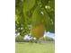 Lemon hanging from tree in yard at 5202 E Larkspur Dr, Scottsdale, AZ 85254