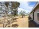 Expansive backyard featuring mature trees, a chain link fence, and lots of space at 53404 W Candlelight Rd, Maricopa, AZ 85139