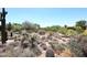 Expansive desert landscape featuring native plants and cacti at 6939 E Bramble Berry Ln, Scottsdale, AZ 85266