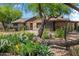 Charming front yard with desert landscaping, including mature cacti and vibrant yellow flowers at 1720 W Elm St, Phoenix, AZ 85015