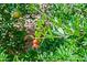 Backyard view of a pomegranate tree with ripening fruit at 1720 W Elm St, Phoenix, AZ 85015