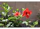 Close up of bright red Hibiscus blossoms and greenery at 20217 W Desert Bloom St, Buckeye, AZ 85326