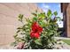 Close-up of a vibrant red hibiscus flower in a well-maintained backyard at 20217 W Desert Bloom St, Buckeye, AZ 85326