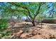 Large backyard featuring mature trees, xeriscaping, and outdoor seating area, perfect for enjoying the outdoors at 2545 N 14Th St, Phoenix, AZ 85006