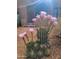 Cactus plant blooming with pink flowers, complementing the desert landscape in front of a home at 2545 N 14Th St, Phoenix, AZ 85006