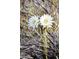 Close-up of a blooming cactus with white and yellow flowers at 2545 N 14Th St, Phoenix, AZ 85006
