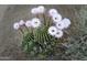 Close-up of a blooming cactus with white flowers in a desert landscape at 2545 N 14Th St, Phoenix, AZ 85006