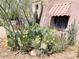 Desert landscape with a flowering cactus, complemented by lush greenery and a view of the house at 2545 N 14Th St, Phoenix, AZ 85006