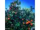 Abundant orange tree bearing ripe fruit, adding natural beauty to the landscape at 1831 E Cornell Dr, Tempe, AZ 85283