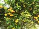 Close-up of a citrus tree laden with ripe, yellow fruit and vibrant green leaves at 3964 S Turquoise Dr, Buckeye, AZ 85326