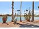 Lakeside view showing lush desert landscaping featuring cacti and palm trees at 1051 S 81St Way, Mesa, AZ 85208