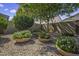 Landscaped backyard featuring gravel ground cover, trees, plants, and desert foliage at 43330 W Delia Blvd, Maricopa, AZ 85138
