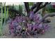 Desert landscape featuring purple cactus and mesquite tree with decomposed granite at 5520 E Desert Forest Trl, Cave Creek, AZ 85331