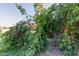 Backyard featuring lush fruit trees, laden with ripe peaches ready for picking at 19006 E Karsten Dr, Queen Creek, AZ 85142
