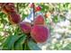 A close-up of ripe peaches on a tree, highlighting the property's fruit-bearing trees at 19006 E Karsten Dr, Queen Creek, AZ 85142