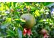 A low angle view of a young pomegranate growing on a tree with green leaves and other pomegranates in the background at 19006 E Karsten Dr, Queen Creek, AZ 85142