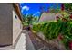 Low-maintenance side yard with gravel landscaping, a walkway, and lush vegetation along the wall at 2156 W Periwinkle Way, Chandler, AZ 85248