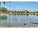 Scenic pond view with ducks and palm trees offers a serene community setting at 5111 N 83Rd St, Scottsdale, AZ 85250