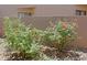 Close up of rose bushes with red blooms and lush green foliage set against a neutral backdrop at 4039 E Paradise Dr, Phoenix, AZ 85028