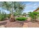 Backyard boasts mature palm trees, cactus and desert landscaping at 4239 W Reddie Loop, Phoenix, AZ 85083
