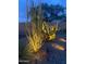 Landscaped backyard showcasing a variety of desert plants, rocks, and ambient lighting at 17179 S 174Th S Dr, Goodyear, AZ 85338