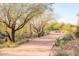 Picturesque desert walking path lined with native plants and mature trees at 20704 N 90Th Pl # 1015, Scottsdale, AZ 85255