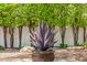 Beautiful backyard centerpiece highlighting a unique desert plant in a decorative pot at 19 E Boca Raton Rd, Phoenix, AZ 85022