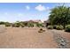 Desert landscaped backyard featuring flowering bushes, trees, and decorative stone accents at 20007 N Siesta Rock Dr, Surprise, AZ 85374