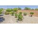 Desert landscaped backyard offers serene outdoor space, highlighted by lush greenery and a secure brick perimeter wall at 27413 W Tonopah Dr, Buckeye, AZ 85396