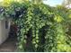 Charming view of lush grape vines growing on a pergola in the backyard at 7214 E Royal Palm Rd, Scottsdale, AZ 85258