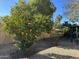 Yard with lush orange tree at 8117 W Dreyfus Dr, Peoria, AZ 85381