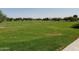 Expansive community park with lush green grass and mature shade trees, perfect for recreation at 25602 W Coles Rd, Buckeye, AZ 85326