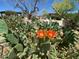 Lush desert foliage with orange flowers and a walking path in the background at 5650 E Ocupado Dr, Cave Creek, AZ 85331