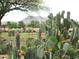 Desert garden featuring a vibrant cacti in bloom set against a backdrop of mountains at 12222 N Paradise Village S Pkwy # 325, Phoenix, AZ 85032