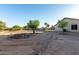 Spacious backyard with mature trees, a block wall, and ample space for outdoor enjoyment at 3927 E Vista Grande --, San Tan Valley, AZ 85140