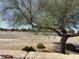 View of desert landscape, with mature tree, offering a tranquil and scenic backdrop at 12547 W Pasadena Ave, Litchfield Park, AZ 85340