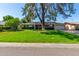Charming single-story home with a large tree in front and well-maintained lawn at 709 E Hayward Ave, Phoenix, AZ 85020